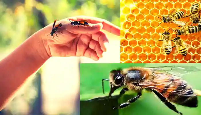 Bee Sting Treatment Symptoms in Marathi