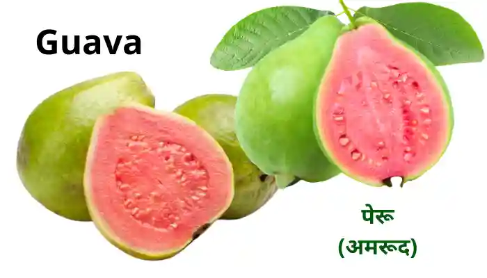 Guava Fruit Scientific Name Leaves Juice Benefits